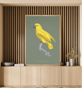 Grey-headed parrot
