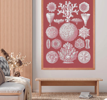 CORALS