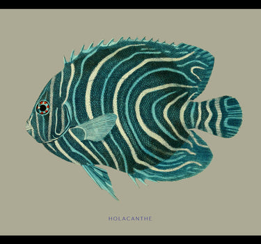 Angelfish