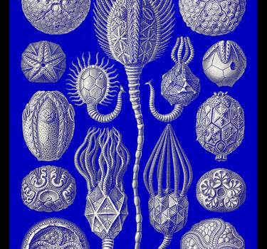 CREATURES OF THE ABYSS