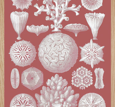 CORALS