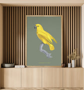 Perroquet citron