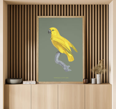 Grey-headed parrot