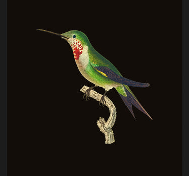 Amethyst Hummingbird
