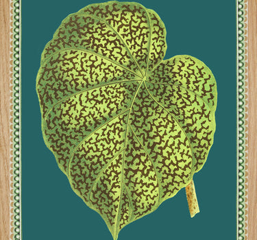 Begonia