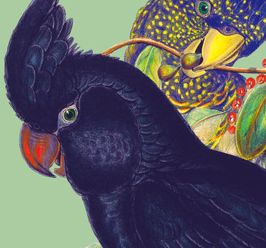 Birds of Australia 