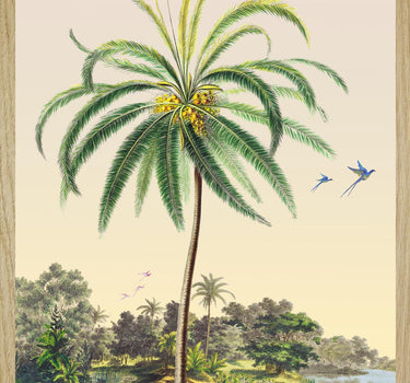 Coconut tree