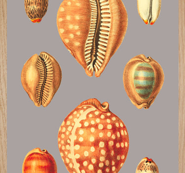 Porcelaines
