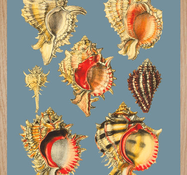 Coquillages pourpre impérial
