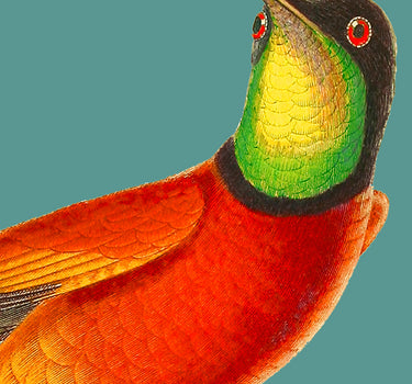 Topaz Hummingbird Male 