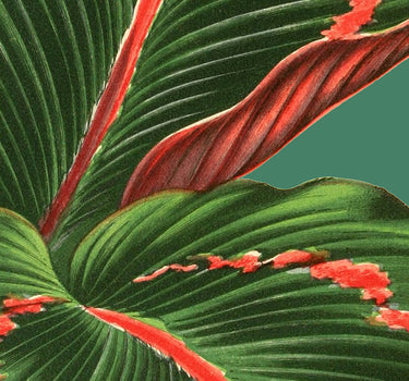 Maranta