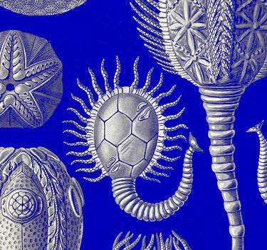 CRÉATURES DES ABYSSES