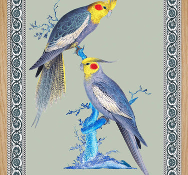 Couple of Australian parakeets