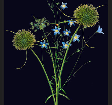 Fleurs des champs