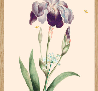 Iris 4  de coeur
