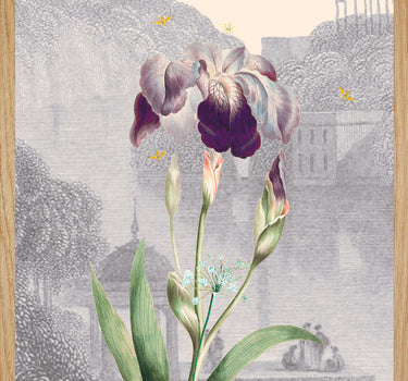 Iris