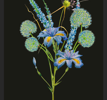 Bouquet of Iris