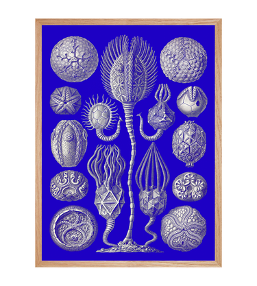 CRÉATURES DES ABYSSES