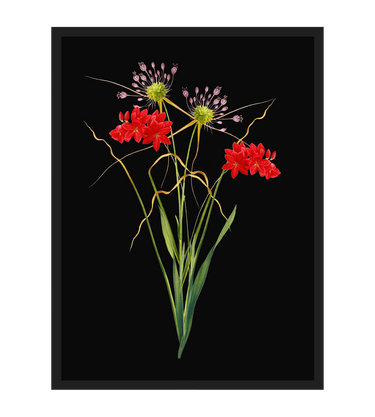 Fleurs d'Été