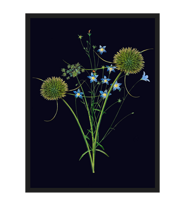 Fleurs des champs