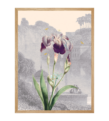 Iris