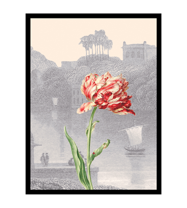 Tulipe