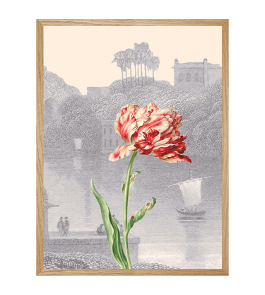 Tulipe
