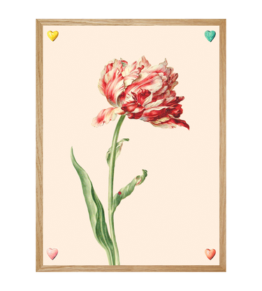Tulipe 4 de coeur