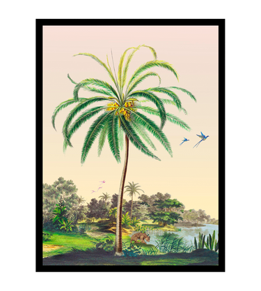 Cocotier