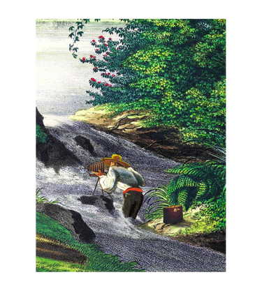 On the banks of Japura
