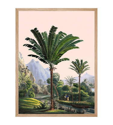 Manicaria