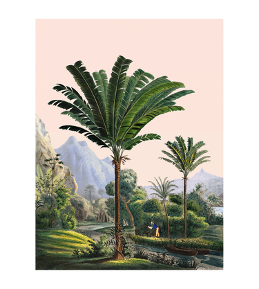 Manicaria
