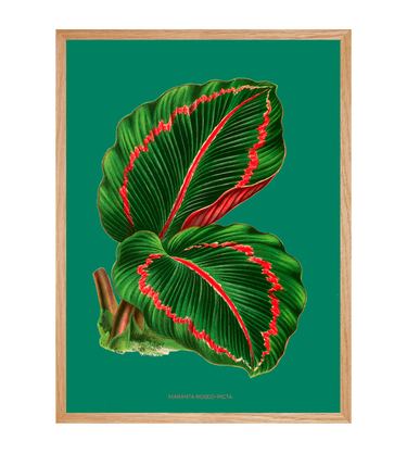 Maranta