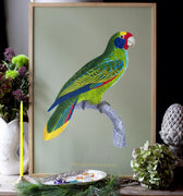 Perroquet à joues bleues