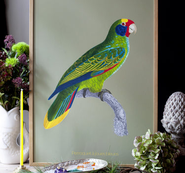Blue-cheeked parrot