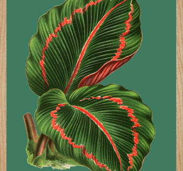 Maranta