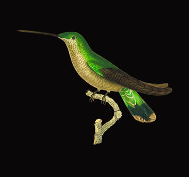 Flybird of clemency