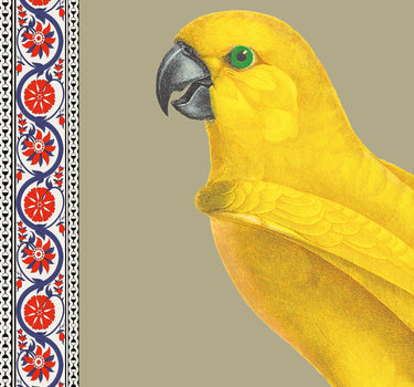 Grey-headed parrot