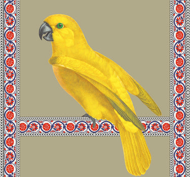 Grey-headed parrot
