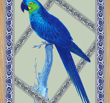 Blue hyacinth 