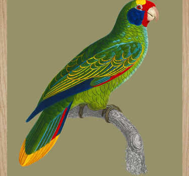 Blue-cheeked parrot