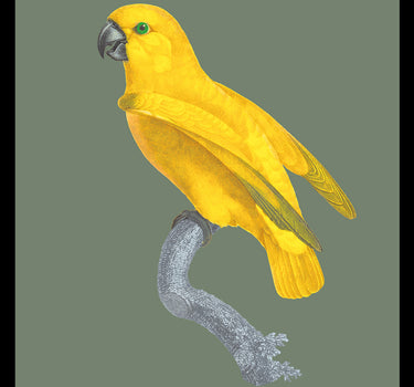Grey-headed parrot