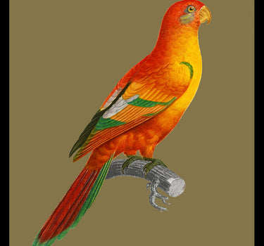 Scarlet parakeet