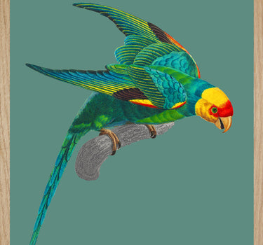 Yellow-headed parrot