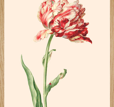 Tulipe 4 de coeur