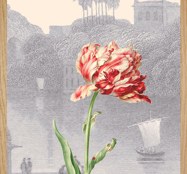 Tulipe