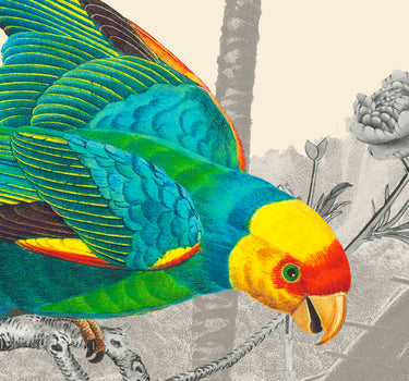 Royal parrot